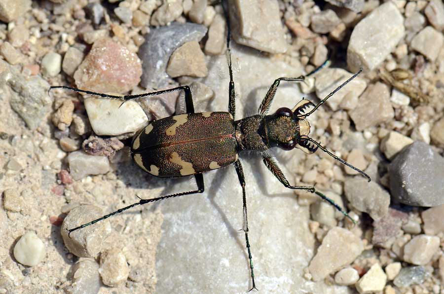 Cicindela (Cicindela) hybrida